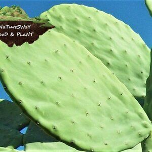 Prickly Pear Cactus 2 ea Spineless Opuntia Decorative Plant and Beauty Regimen